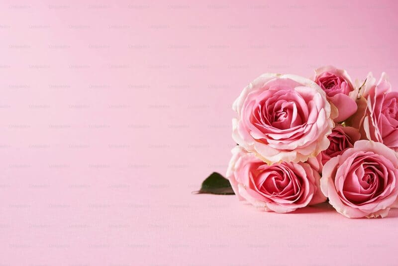 Flores